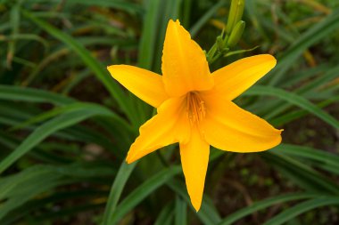 Limonlu zambak, limonlu zambak, sarı zambak. Hemerocallis lioasphodelus veya Hemerocallis flava, 