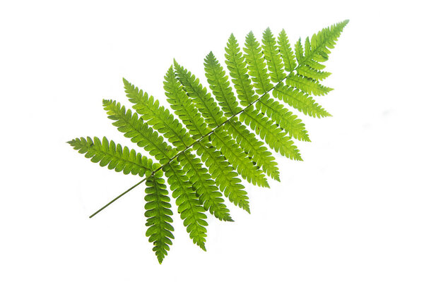 fern isolated on white background with clipping path