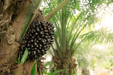 kelapa testeresi ya da ağaçtaki palmiye ağaçları 