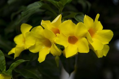 Altın trompet çiçeği olarak da bilinen Allamanda katarkasının yakın çekimi.