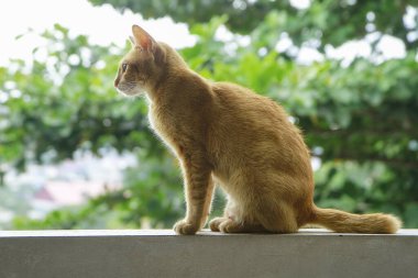Endonezya evcil kedisinin yan görünüşü