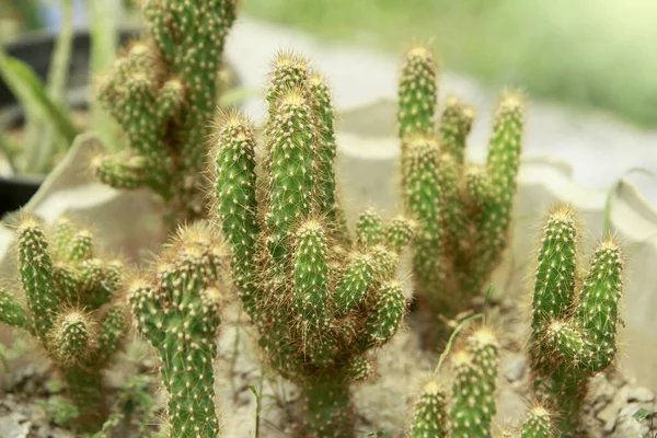 Hijau Succulent Cactus Terhadap Latar Belakang Kabur — Stok Foto