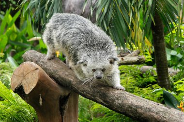 Binturong jawa ya da java kedisi