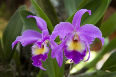 Cattleya gaskelliana, Cattleya familyasından bir orkide türüdür. Guarianthe renkli mor bir çiçektir. Kosta Rika ulusal çiçeği. Guaria Morada
