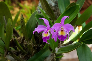 Cattleya gaskelliana, Cattleya familyasından bir orkide türüdür. Guarianthe renkli mor bir çiçektir. Kosta Rika ulusal çiçeği. Guaria Morada
