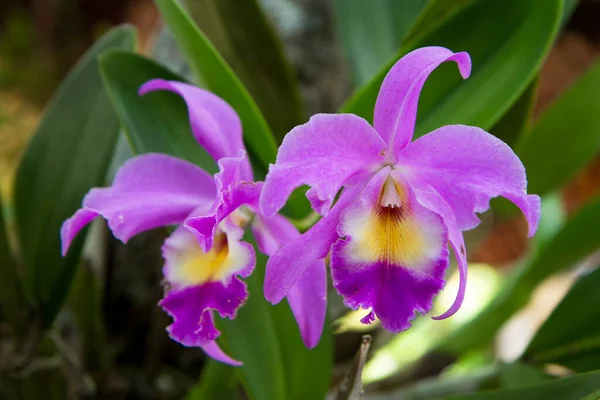 Cattleya Gaskelliana Labiate Cattleya Species Orchid Guarianthe Colorful Purple Flowers — Stock Photo, Image