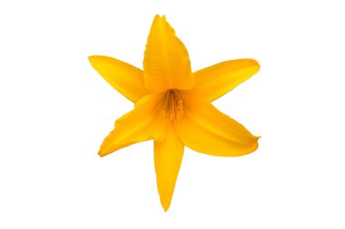 Limonlu zambak, limonlu zambak, sarı zambak. Hemerocallis lioasphodelus veya Hemerocallis flava, kesme yolu ile beyaz arka planda izole 