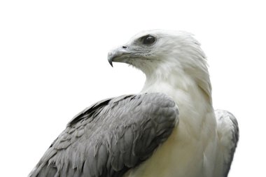 Beyaz karınlı deniz kartalı (Haliaeetus leucogaster), beyaz zemin üzerinde izole edilmiş beyaz göğüslü deniz kartalı olarak da bilinir.