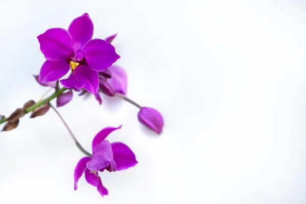 Purple Orchid Spathoglottis Plicata Commonly Known Philippine Ground Orchid Isolated — Stock Photo, Image