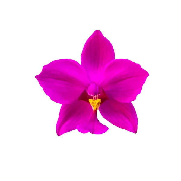 Fioletowa Orchidea Lub Plicata Spathoglottis Powszechnie Znana Jako Filipińska Orchidea — Zdjęcie stockowe