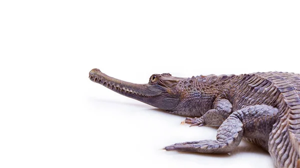 Valse Gharial Krokodil Geïsoleerd Witte Achtergrond Met Klappende Pad Kopieer — Stockfoto