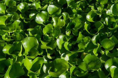 Lotus arkaplan için doku bırakır