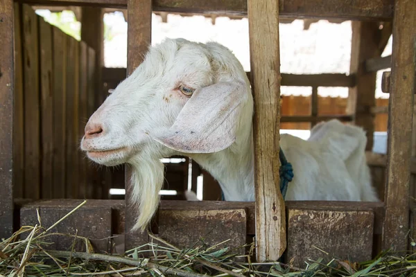 Etawa Goat Jamnapari Goat Farm — Stock Photo, Image