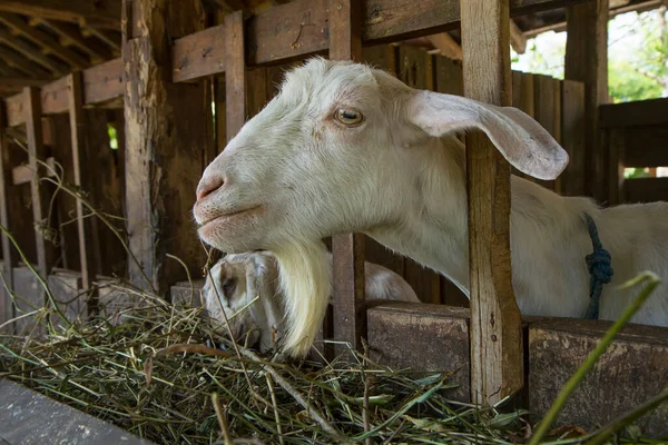 Etawa Goat Jamnapari Goat Farm — стоковое фото