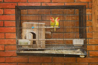 İki aşk kuşu kafeste.