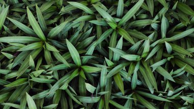 Yeşil, doğa geçmişini bırakır. Tradescantia spathacea, kayıkçı ya da beşikteki Musa