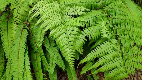 Groene Varens Bladeren Textuur Voor Achtergrond — Stockfoto