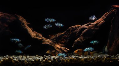 Cichlid Blue Dempsey akvaryumda. Bu balığın adı aynı zamanda Electric Blue Jack Dempsey Cichlid, Electric Blue Dempsey, Neon Blue Dempsey