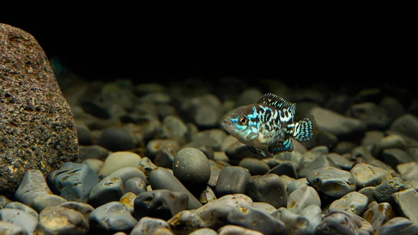 Cichlid Blue Dempsey Aquário Este Peixe Também Leva Nome Electric — Fotografia de Stock