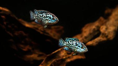 Cichlid Blue Dempsey akvaryumda. Ayrıca bu balığın adı: Electric Blue Jack Dempsey Cichlid, Electric Blue Dempsey, Neon Blue Dempsey - Akvaryum