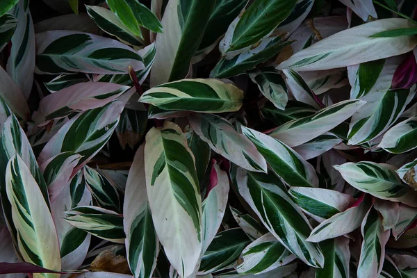 Kompletní Snímek Nikdy Nikdy Nezasadit Clenanthe Oppenheimiana Morren Tricolor Marantaceae — Stock fotografie