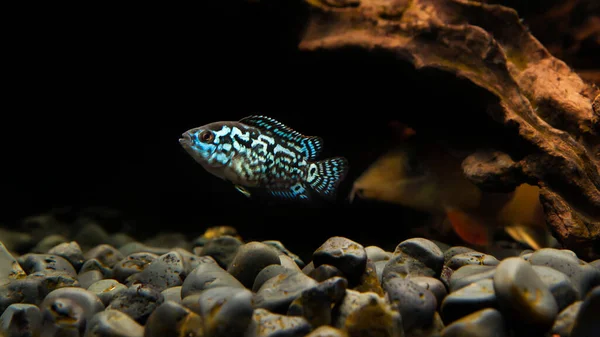 水族館のシクリッドブルーデンプシー この魚はまた名前を運ぶ 電気ブルージャックDempsey Cichlid 電気ブルーDempsey ネオンブルーDempsey 水族館のセットアップ — ストック写真