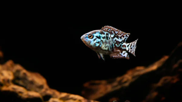 Elektrisk Blå Jack Dempsey Cichlid Fisk Akvarium Inrättat — Stockfoto