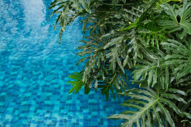 Tropik yeşil yaprak Monstera deliciosa, yüzme havuzu su arka planında bölünmüş yaprak filodendron palmiyesi