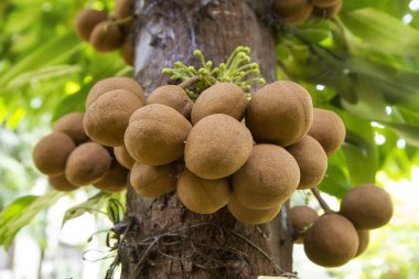 Stelechocarpus burahol, known as burahol, kepel, keppel fruit, or kepel apple clipart