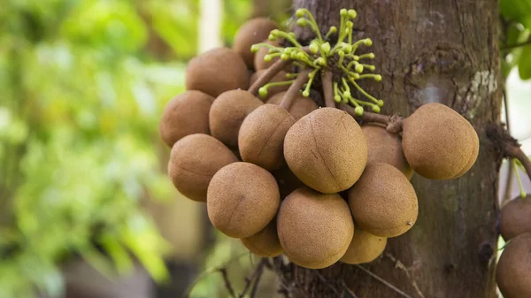 绒毛虫 Stelechocarpus Burahol 被称为Burahol Kepel Keppel Fruit或Kepel Apple — 图库照片