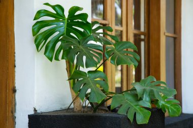 Canavarın koyu yeşil yaprakları veya bölünmüş yapraklı filodendron (Canavar deliciosa))