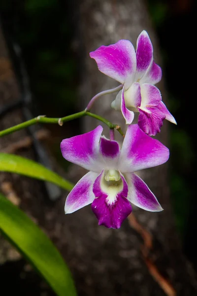 Fresh Purple Dendrobium Orchids Blurred Background Nature Light — Stock Photo, Image