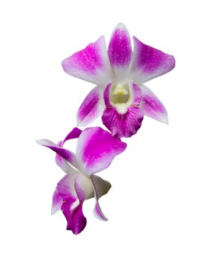 Taze Mor Dendrobium orkideleri beyaz arkaplanda izole edilmiş.