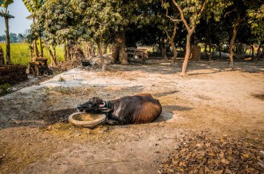 Asyalı bufalolar Hindistan 'daki pirinç tarlasında ot yerler..