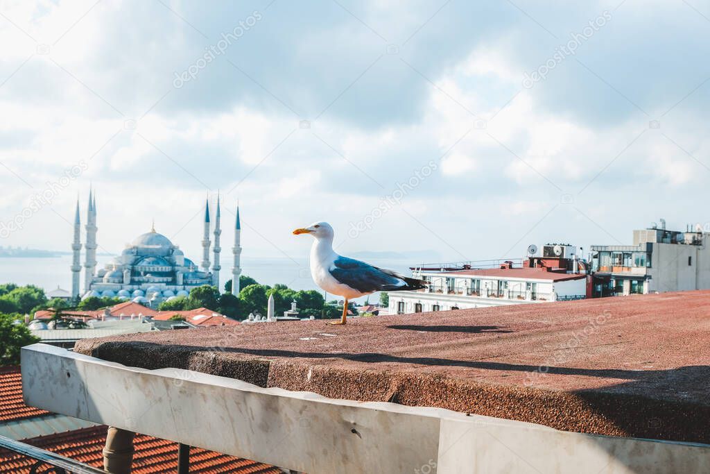 Seagull over Blue Mosque or Sultanahmet Camii in Istanbul, Turkey. Beautiful scenic view of Bosphorus skyline and traditional historical mosque in summer day. Tourism Hagia Sophia city during sunset.