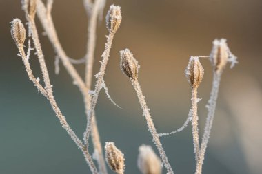 Kışın buz kristalleriyle kaplı donmuş tomurcukların yakın çekim makrosu.