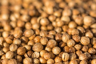 Kahverengi kurutulmuş kişniş tohumundan yakın çekim makro çekim.