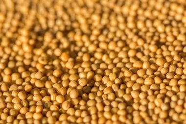 Sarı hardal tohumu yakın çekim makro çekim