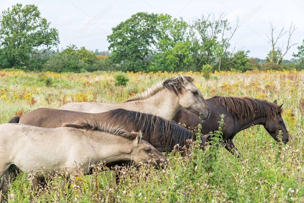 Herd of beautiful wild horses (Konik)