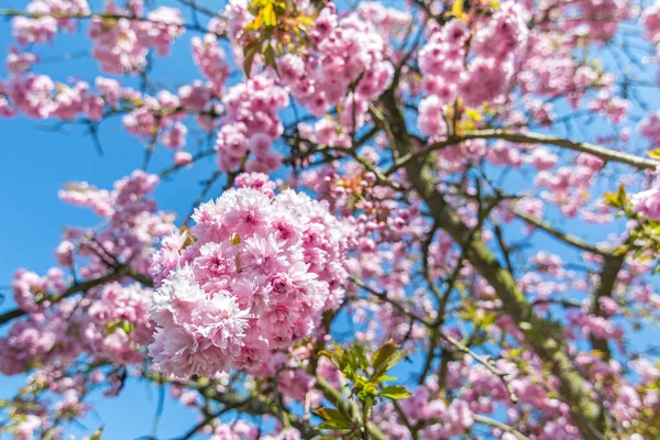 Mavi gökyüzünün önündeki kiraz ağacında güzel pembe çiçekler 