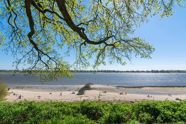 Baumzweige Ragen Über Den Strand Der Elbe Wedel — Stockfoto