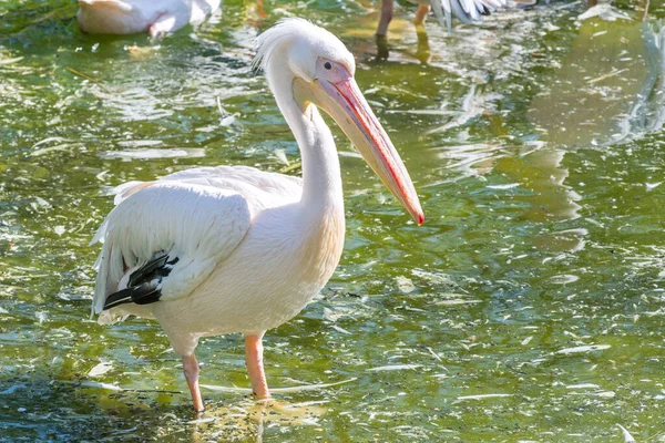 Gölette oturan büyük beyaz pelikan (Pelecanidae)