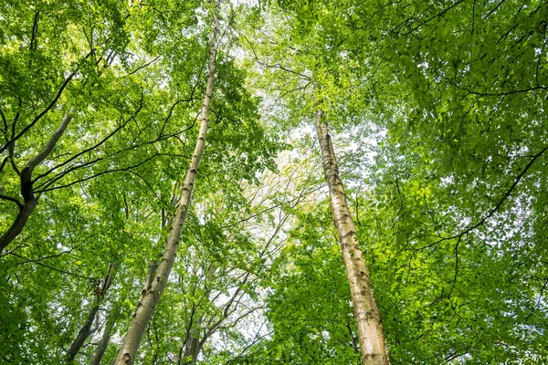 Yazın yeşil bir ormanda huş ağaçları