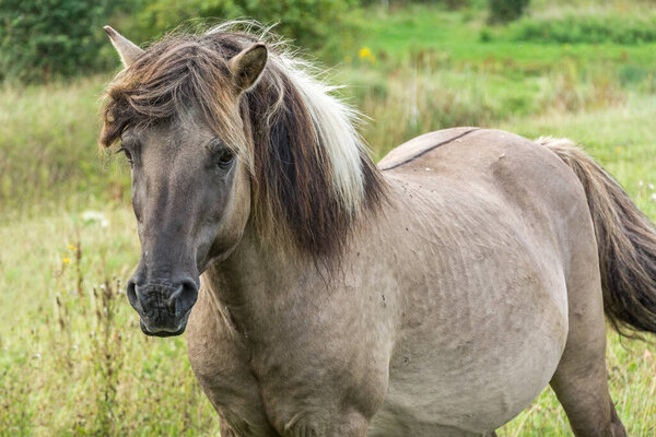 Closeup shot of a beautiful brown wild horse (Konik)