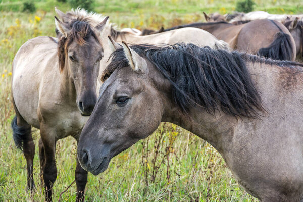 Closeup shot of flock of beautiful wild horses (Konik)