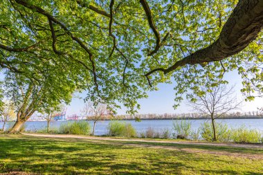Hamburg, Almanya 'daki Elbe nehrinde park ve yürüyüş parkı.