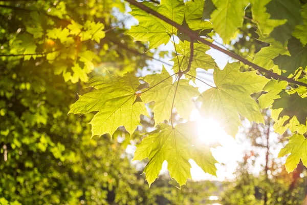 Close up shot of sunbeam shining through green maple leaves
