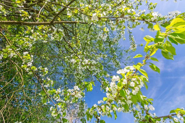 Primer Plano Hojas Verdes Frescas Flores Primaverales Manzano — Foto de Stock