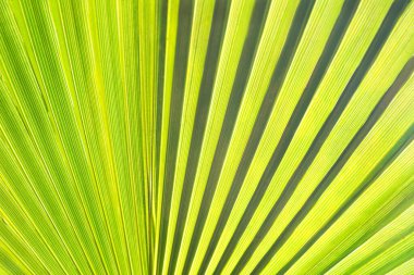 Arkaplan: Güneş ışığıyla parlayan yeşil palmiye yaprağı