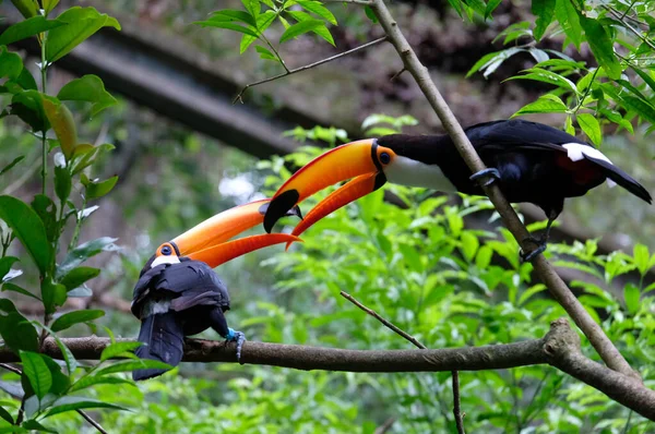 Bir çift sarı papağan ve bulanık arka planda yeşil ağaçların düşük açılı görüntüsü.